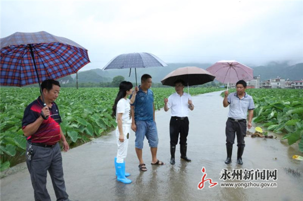 【防汛抗灾】江永：六万亩香芋遭受洪水袭击 成灾面积达两万亩